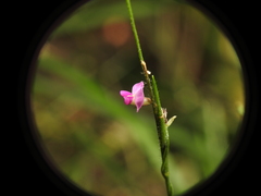 Glycine cyrtoloba