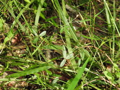 Glycine cyrtoloba