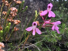 Disa oreophila erecta