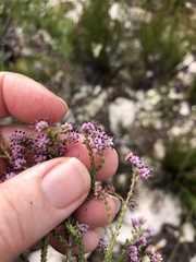 Erica albertyniae