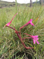 Disa oreophila erecta