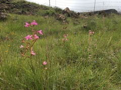 Disa oreophila erecta