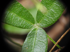 Glycine cyrtoloba