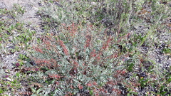 Astragalus kaufmannii