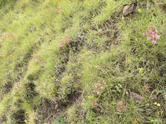 Disa oreophila erecta