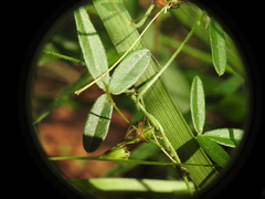 Glycine cyrtoloba