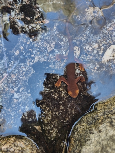 iNaturalist observation photo of Sierra Newt