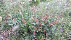 Astragalus kaufmannii