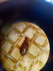 Corticariinae