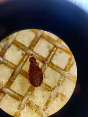 Corticariinae
