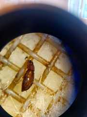 Corticariinae