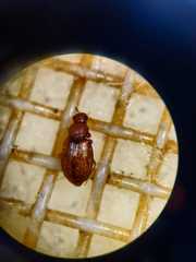 Corticariinae
