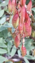Astragalus kaufmannii