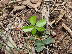 Glycine cyrtoloba