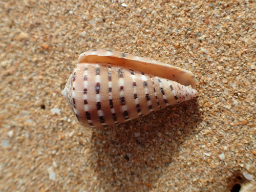 Conus genuanus, 2022-03-15