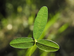 Glycine cyrtoloba