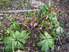 Helleborus atrorubens