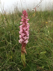 Satyrium neglectum neglectum