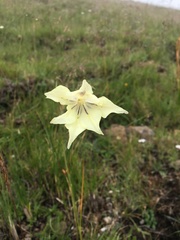 Gladiolus longicollis