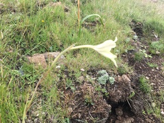 Gladiolus longicollis
