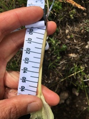 Gladiolus longicollis