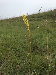 Kniphofia parviflora