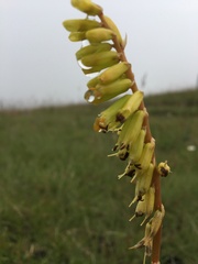 Kniphofia parviflora