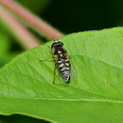 Eupeodes volucris