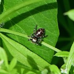 Phidippus