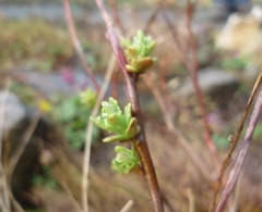 Hylotelephium populifolium