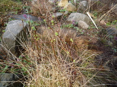 Hylotelephium populifolium