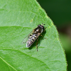 Eupeodes volucris