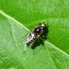 Eupeodes volucris