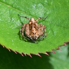 Oxyopes scalaris