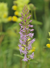 Gymnadenia conopsea