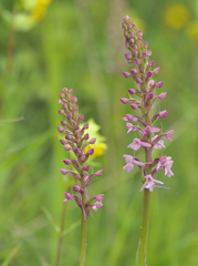 Gymnadenia conopsea