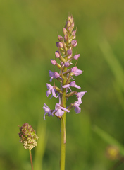 Gymnadenia conopsea