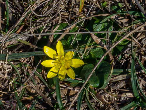 blyskáč záružľolistý (Ficaria verna calthifolia)