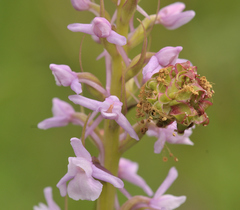 Gymnadenia conopsea