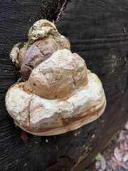 Laricifomes
