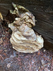 Laricifomes