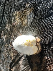 Laricifomes