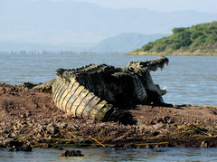 Crocodylus niloticus