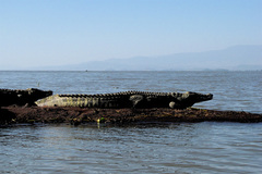 Crocodylus niloticus