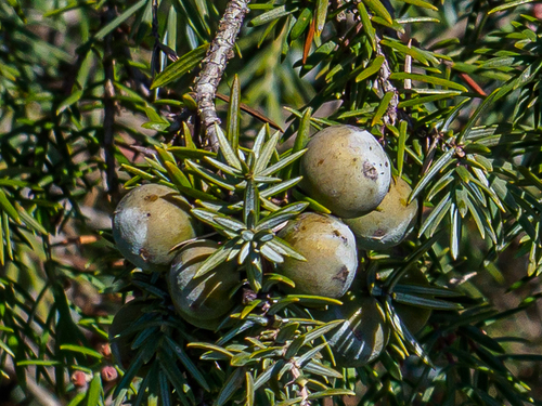 Primorska šmrika (Juniperus oxycedrus)
