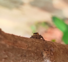 Hyllus semicupreus