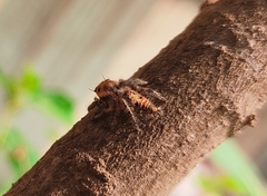 Hyllus semicupreus