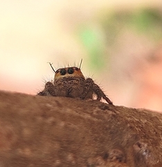 Hyllus semicupreus