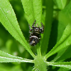 Phidippus