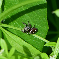 Phidippus